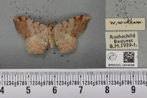 Macaria liturata ab. lineata Lempke, 1952 - BMNHE_1844948_421271