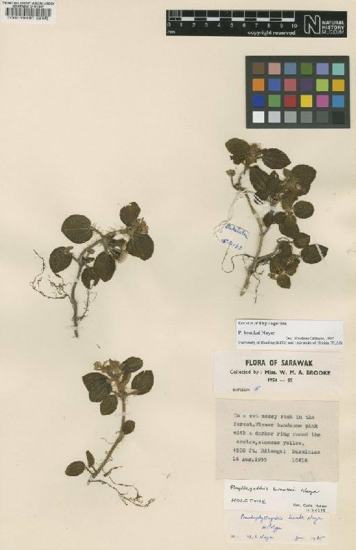 Phyllagathis brookei M.P. Nayar - BM000019481