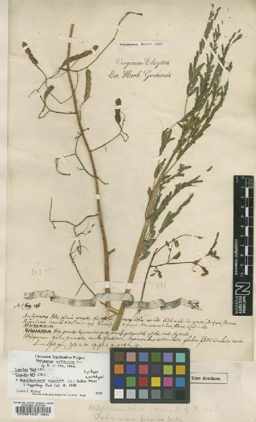 Hedysarum virginicum L. - BM000051647