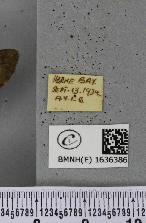 Macroglossum stellatarum (Linnaeus, 1758) - BMNHE_1636386_label_206102
