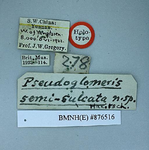 Pseudoglomeris semisulcata Hanitsch, 1924 - Pseudoglomeris semisulcata Hanitsch, 1924, female, holotype, labels. Photographer: Aging Wang. BMNH(E)#876516