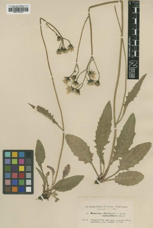 Hieracium murorum subsp. anfractiforme (Almq.) Zahn - BM001050852