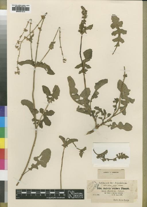 Salvia scabra Thunb. - BM000910213