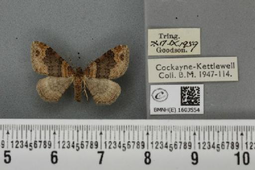 Xanthorhoe ferrugata ab. unidentaria Haworth, 1809 - BMNHE_1603554_310838