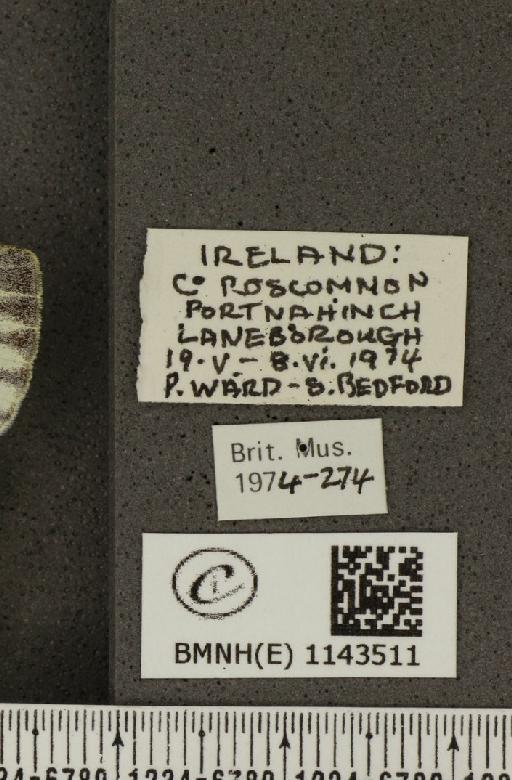 Pieris napi britannica Müller & Kautz, 1939 - BMNHE_1143511_label_91362