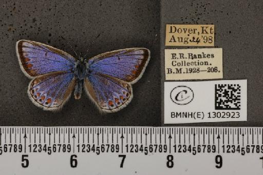 Polyommatus icarus icarus (Rottemburg, 1775) - BMNHE_1302923_137976