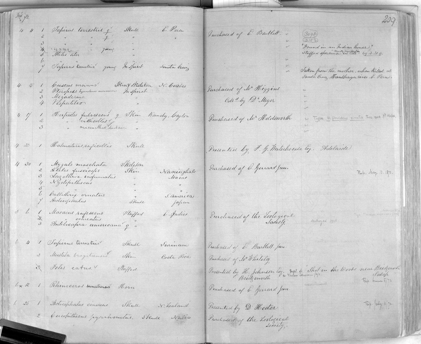 Zoology Accessions Register: Mammals: 1861 - 1890: page 209