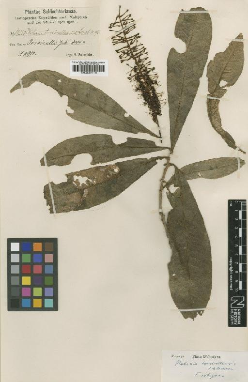 Helicia torricellensis Lauterb. - BM000951121