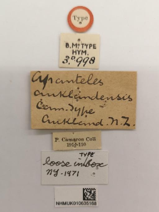 Apanteles aucklandensis Cameron, P., 1909 - 010635168_Apanteles_aucklandensis_holotype_labels