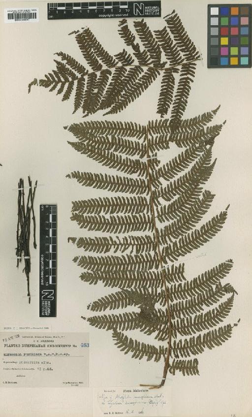 Cyathea sangirensis (Christ) Copel. - BM001048007