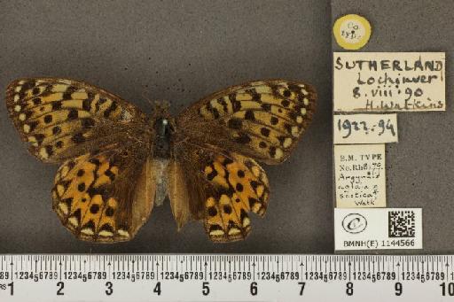 Argynnis aglaja f. scotica Watkins, 1923 - BMNHE_1144566_98405