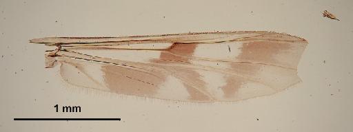 Chironomus platycnemis Edwards - 010210359-Chironomus_platycnemis-wing2-64_0x-scale