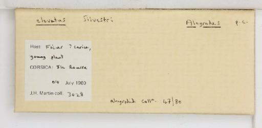 Aleyrodes elevatus Silvestri, F, 1934 - 013479535_additional