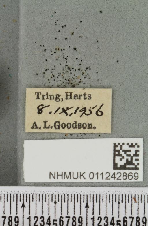 Aporophyla lutulenta (Denis & Schiffermüller, 1775) - NHMUK_011242869_label_643992