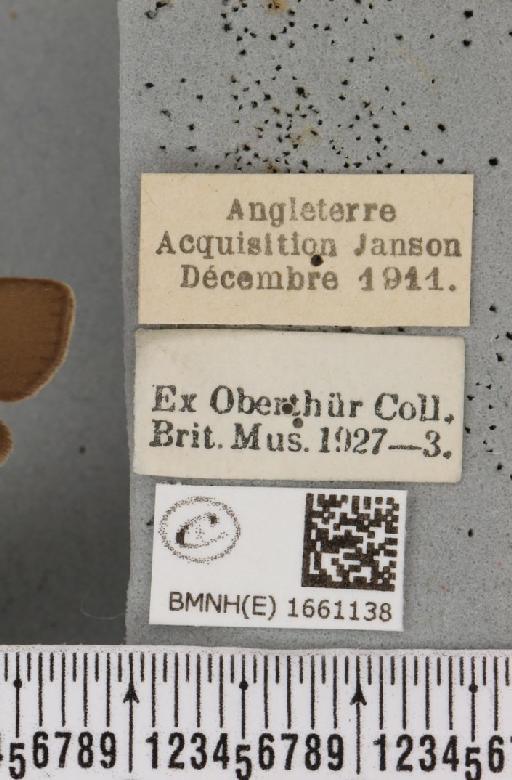 Atolmis rubricollis (Linnaeus, 1758) - BMNHE_1661138_label_285773