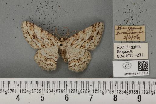 Ectropis crepuscularia (Denis & Schiffermüller, 1775) - BMNHE_1917913_481590