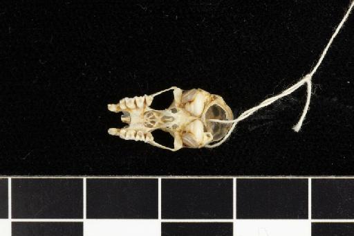Rhinolophus feae Andersen, 1907 - 1907_1_9_16-Rhinolophus_feae-Syntype-Skull-occlusal