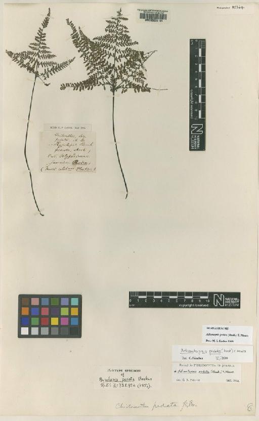 Adiantopsis pedata (Hook.) T.Moore - BM000605193