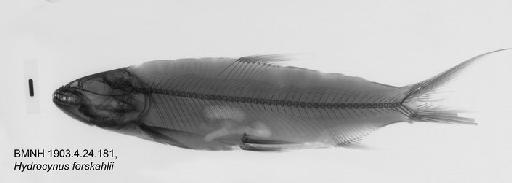 Hydrocynus forskahlii Cuvier, 1819 - BMNH 1903.4.24.181, Hydrocynus forskahlii Radiograph