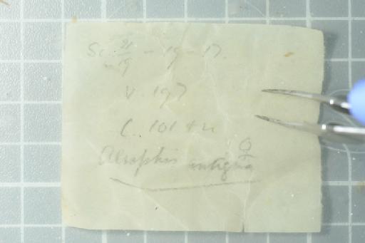 Alsophis antillensis antiguae - Image of specimen 1964.2090