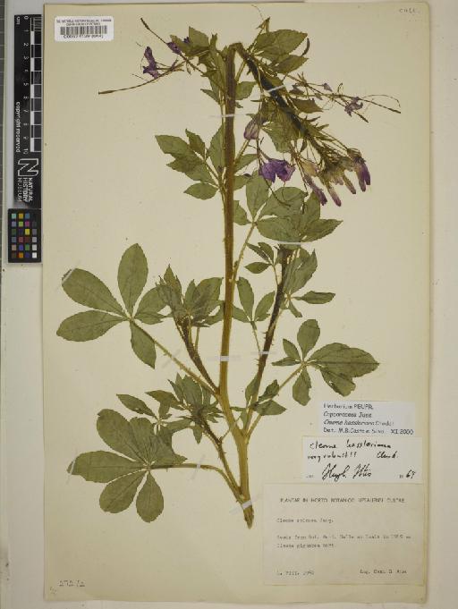 Cleome hassleriana Chodat - BM000574129