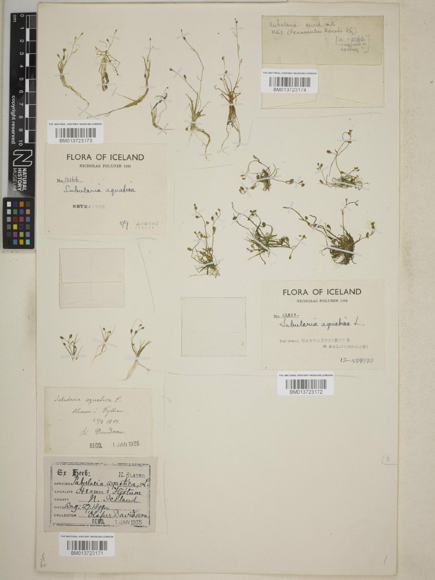 To NHMUK collection (Subularia aquatica L.; NHMUK:ecatalogue:8700767)