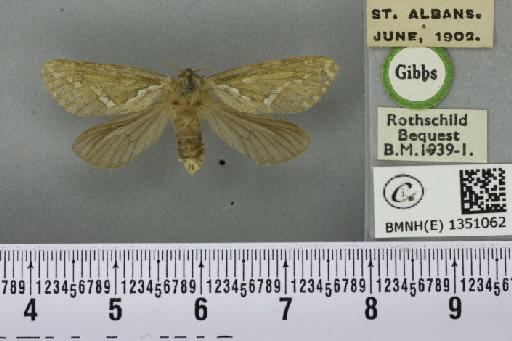 Korscheltellus lupulina ab. albomarginata Cockayne, 1955 - BMNHE_1351062_186159