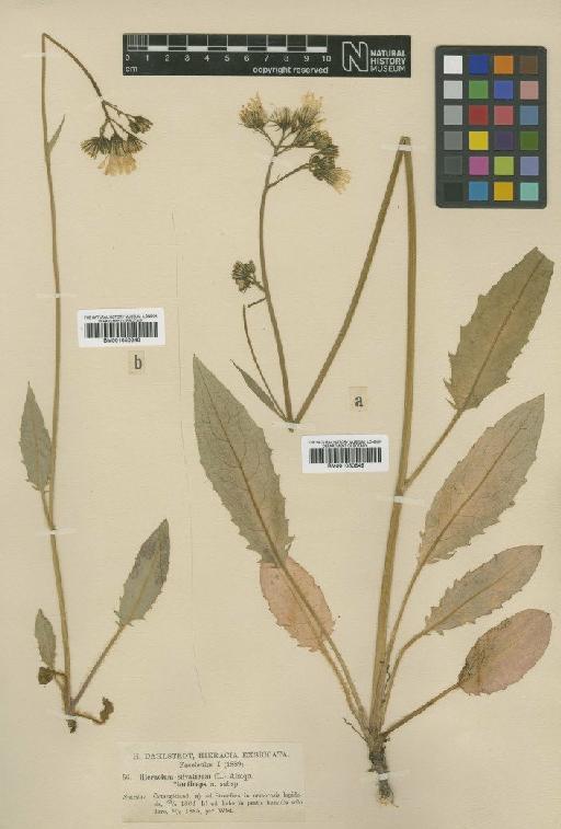 Hieracium murorum subsp. torticeps (Dahlst.) Zahn - BM001050848
