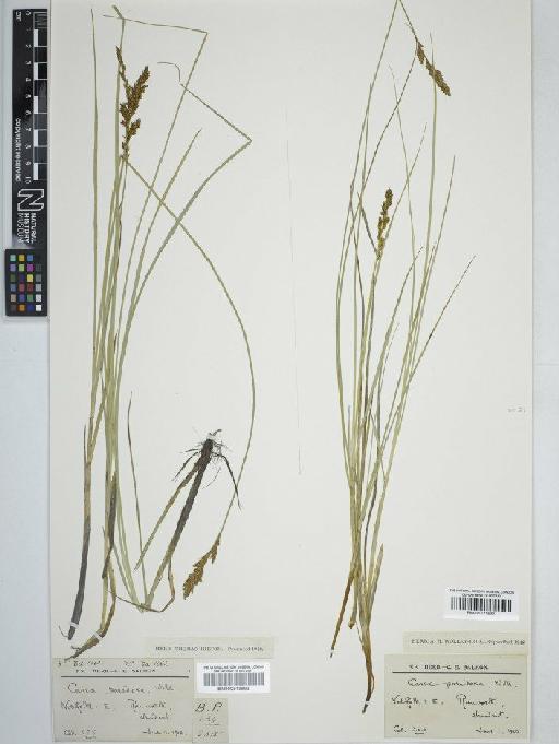 Carex appropinquata Schumach. - BM001111520 carex