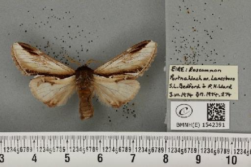 Pheosia gnoma (Fabricius, 1777) - BMNHE_1542391_246115