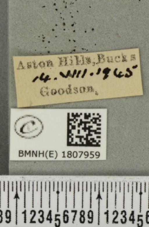 Gymnoscelis rufifasciata (Haworth, 1809) - BMNHE_1807959_label_376867