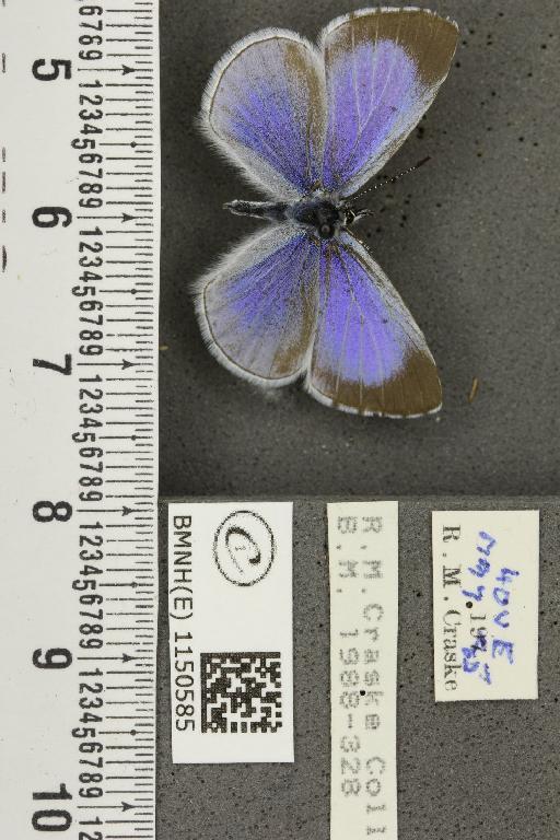 Celastrina argiolus britanna (Verity, 1919) - BMNHE_1150585_111980