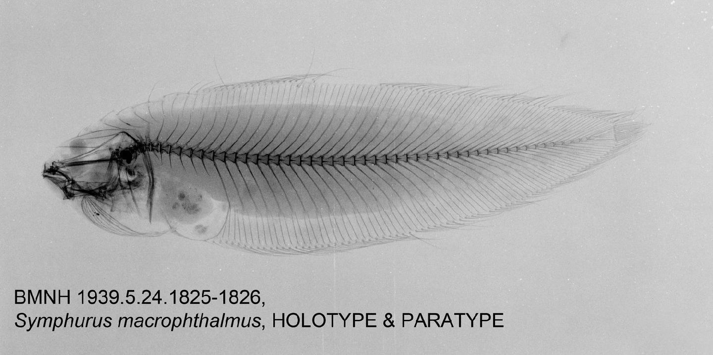 To NHMUK collection (Symphurus macrophthalmus Norman, 1939; Holotype & Paratype(s); NHMUK:ecatalogue:2517925)