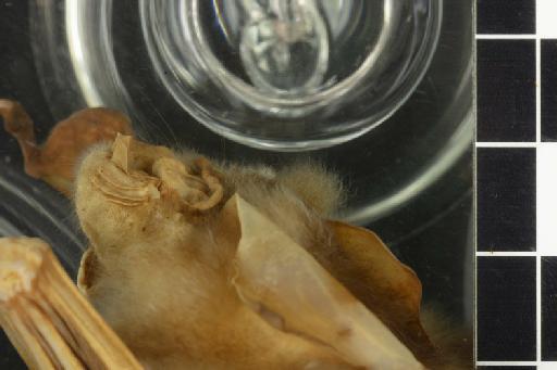 Hipposideros diadema pullatus Andersen, 1906 - 1897_8_7_9-Hipposideros_diadema_pullatus-Type-Noseleaf-lateral-2