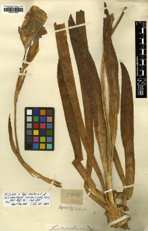 Iris × germanica L. - BM001048939