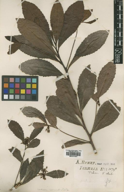 Ardisia cornudentata Mez - BM000798687