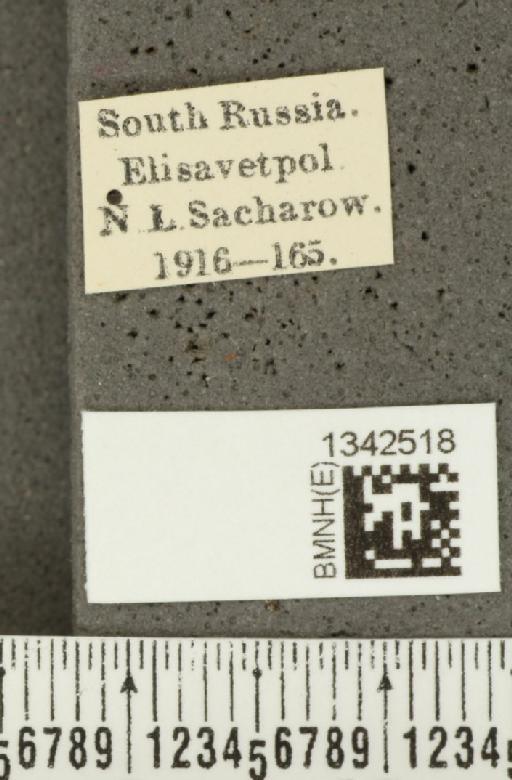 Crioceris (Crioceris) bicruciata (Sahlberg, C.R., 1823) - BMNHE_1342518_label_12127