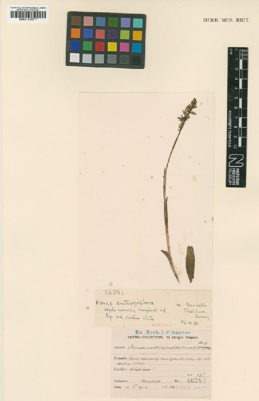 Orchis anthropophora (L.) All. - BM001057217.tif