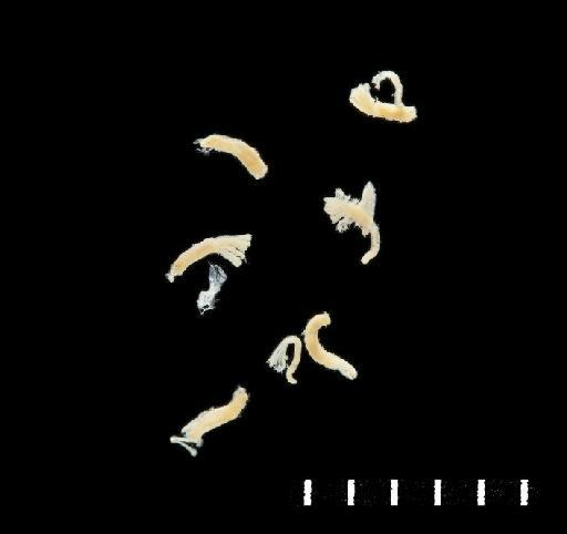 Protula soofita Ben-Eliahu, 1976 - Polychaete type specimen; Serpullidae; 1976.91-101