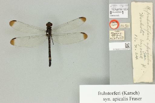 Hylaeothemis apicalis Fraser, 1924 - 013322875_dorsal