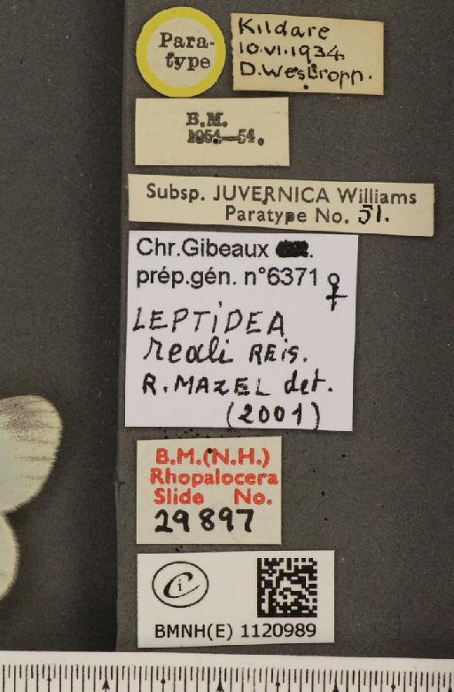 Leptidea reali Reissinger, 1989 - BMNHE_1120989_label_75050
