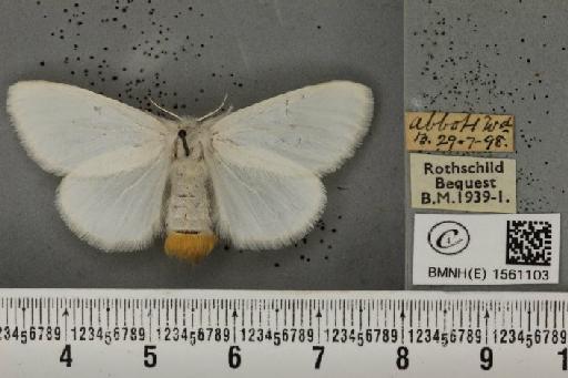 Euproctis similis (Fuessly, 1775) - BMNHE_1561103_253820