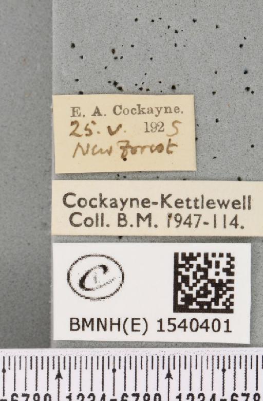 Cilix glaucata (Scopoli, 1763) - BMNHE_1540401_label_234346