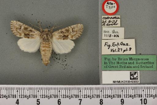 Luperina nickerlii leechi Goater, 1976 - NHMUK_010540930_598845