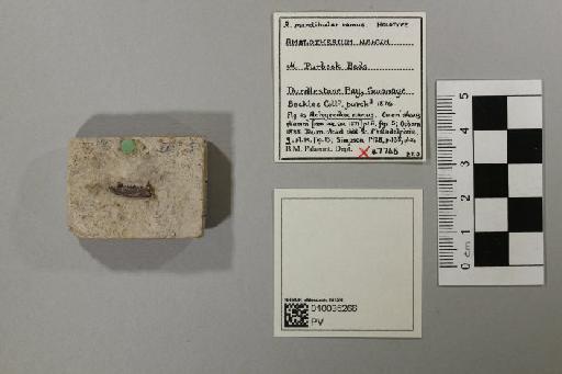 Amblotherium nanum (Owen, 1871) - 010035266_L010222483