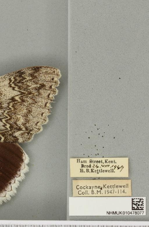 Catocala fraxini (Linnaeus, 1758) - NHMUK_010478077_label_543235