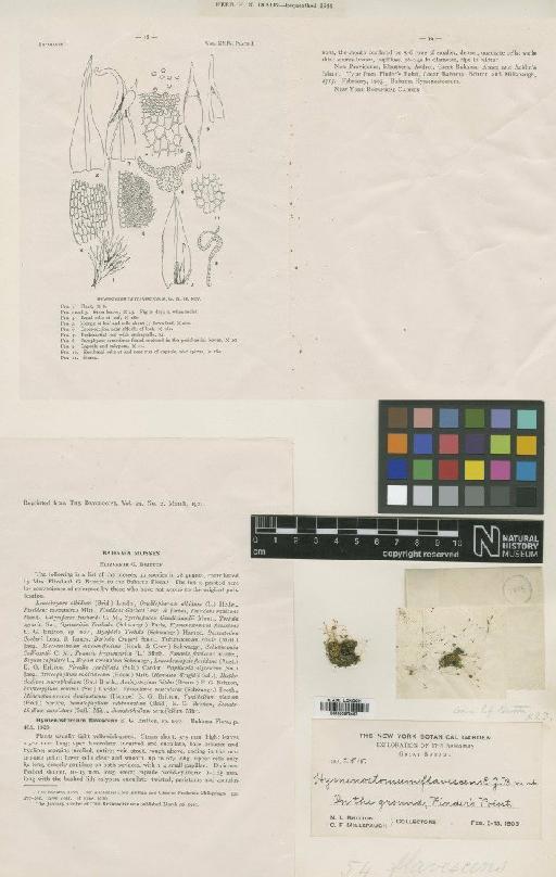 Trichostomum brittonianum Zander - BM000872467_a