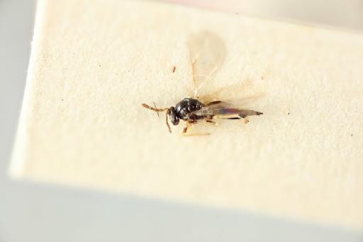 Quadrastichus colothorax Graham, 1991 - 010838731_Quadrastichus_colothorax_HT-5-3542_hab-lat-x5