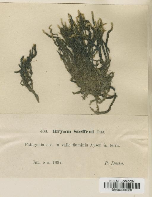 Bryum pseudotriquetrum (Hedw.) P.Gaertn., B.Mey. & Scherb. - BM000960059