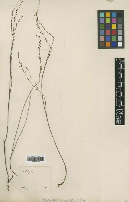 Phyllanthus micranthus A.Rich. - BM000947315